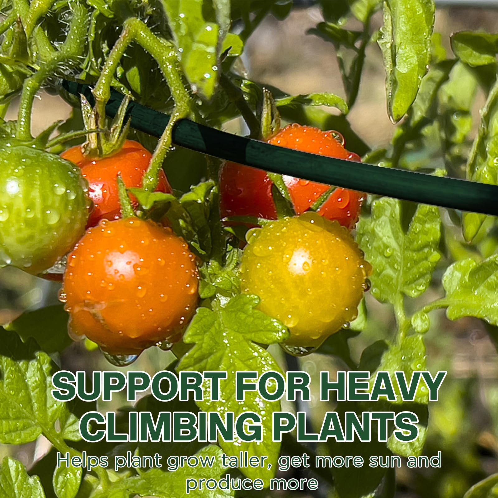 トマトさま専用 楽天市場】トマト支柱セット＆レバープランツ トマトの肥料